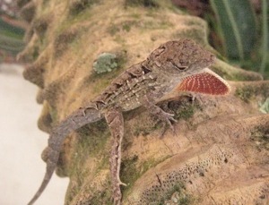 anole